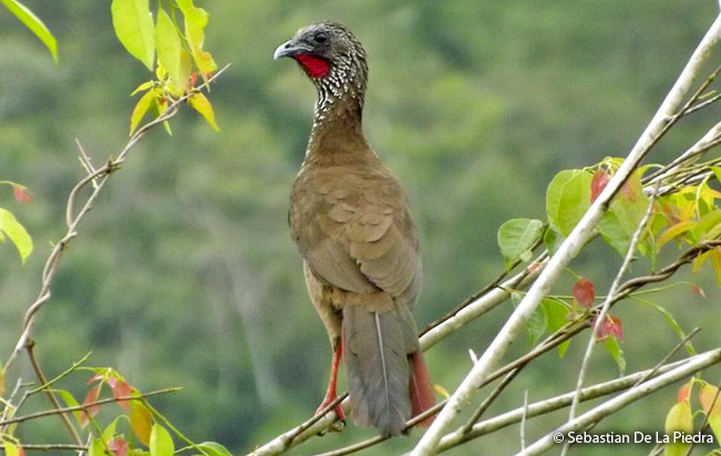 speckled_chachalaca