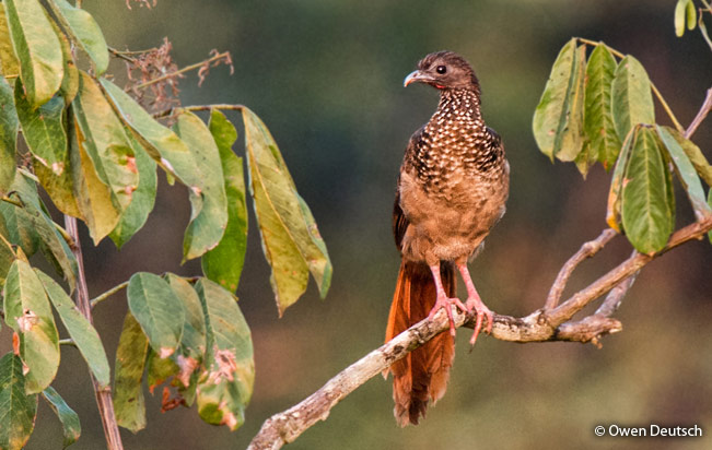 speckled_chachalaca