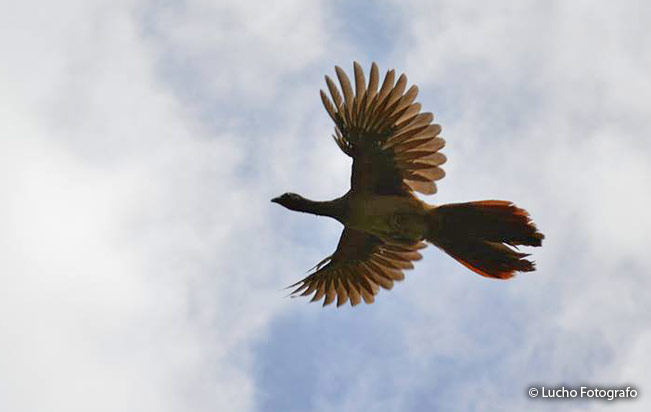 speckled_chachalaca