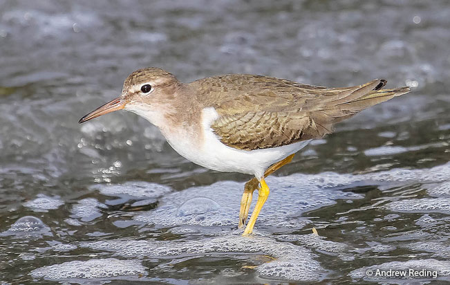 spotted_sandpiper