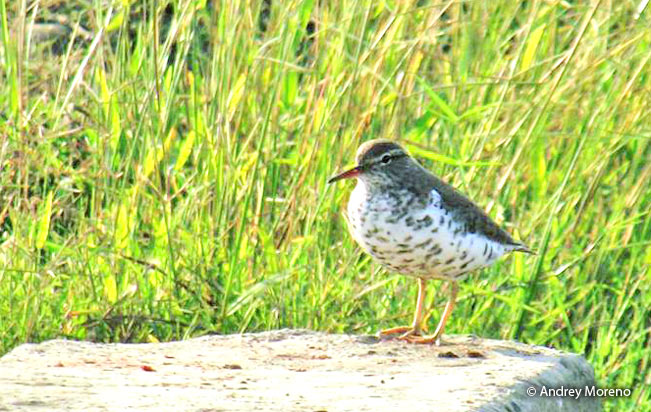 spotted_sandpiper