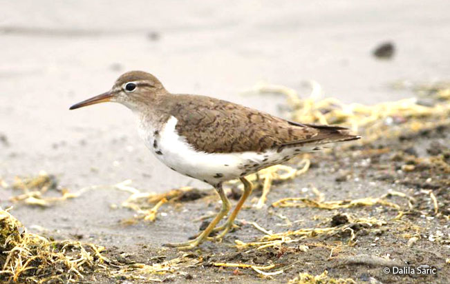 spotted_sandpiper