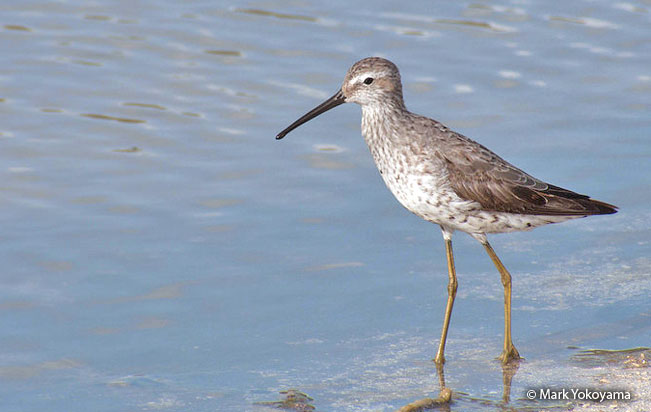 stilt_sandpiper