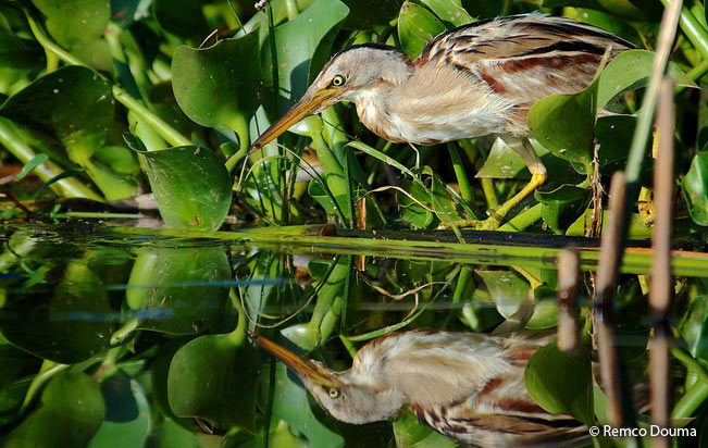stripe-backed_bittern