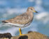 Surfbird (Calidris virgata)