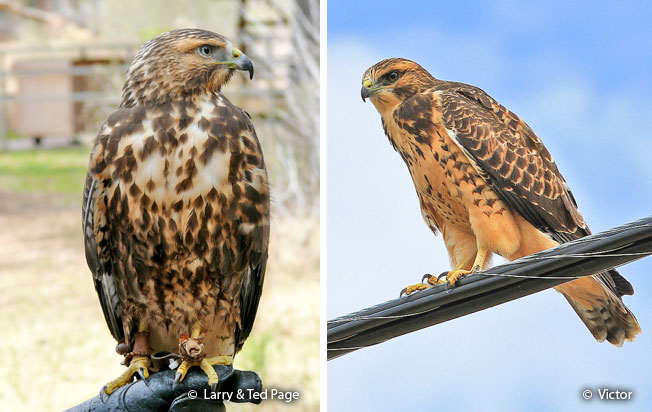 swainson's-hawk