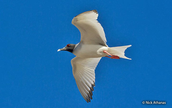 swallow-tailed_gull