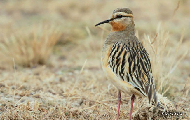tawny-throated_dotterel