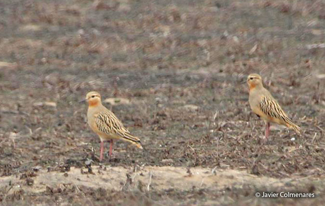 tawny-throated_dotterel