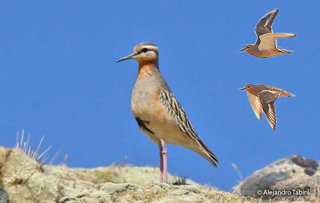 tawny-throated_dotterel