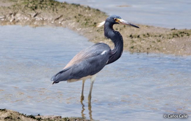 tricolored_heron