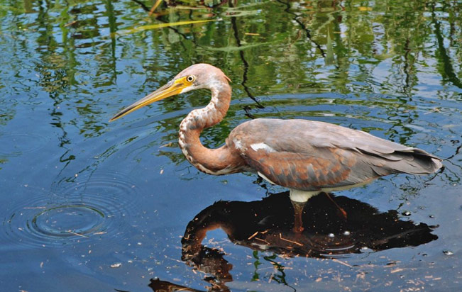 tricolored_heron