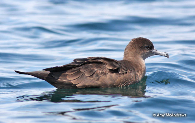 wedge-tailed_shearwater
