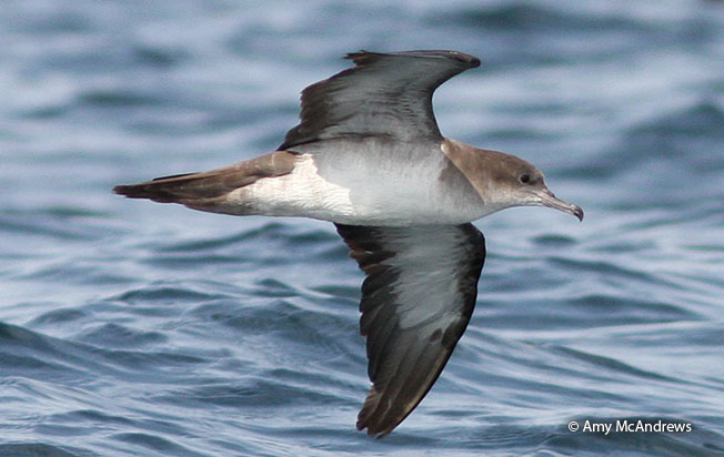 wedge-tailed_shearwater