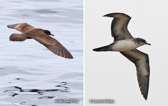 wedge-tailed_shearwater