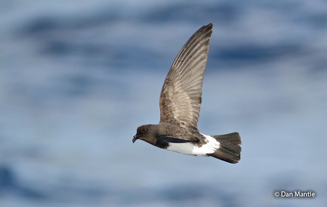 white-bellied-storm-petrel