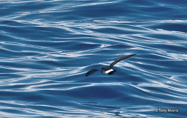 white-bellied-storm-petrel