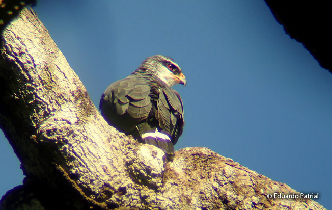 white-browed-hawk