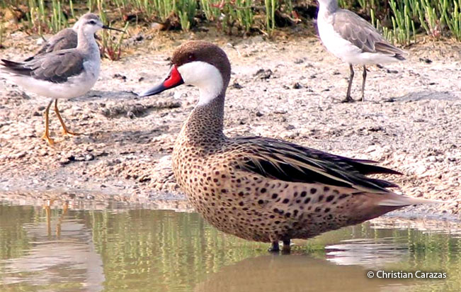 white-cheeked_pintail
