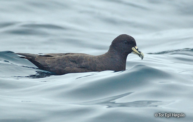 white-chinned_petrel