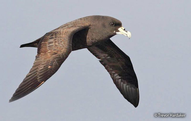 white-chinned_petrel