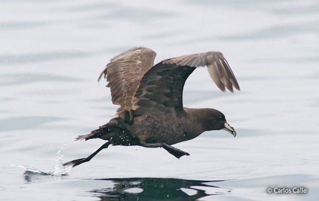 white-chinned_petrel