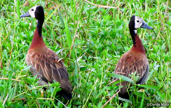 white-faced_whistiling_duck