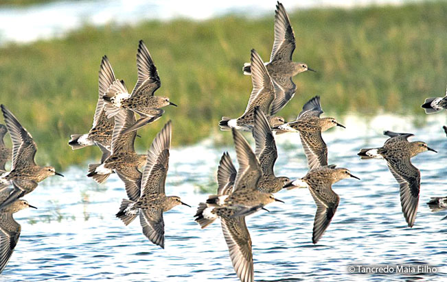 white-rumped_sandpiper