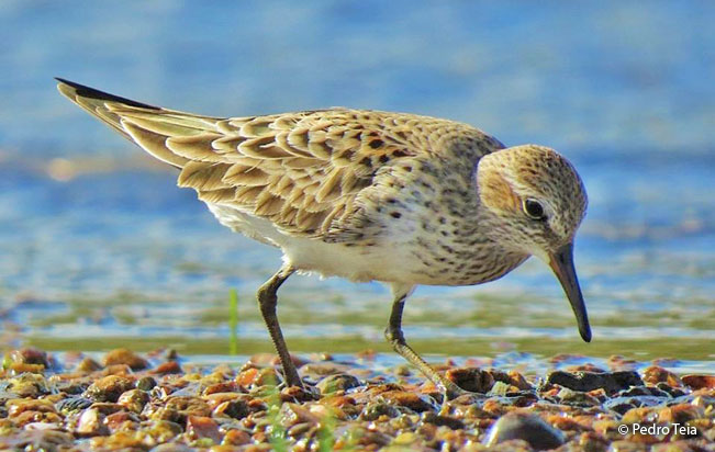 white-rumped_sandpiper