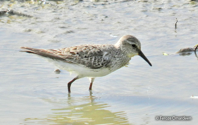 white-rumped_sandpiper