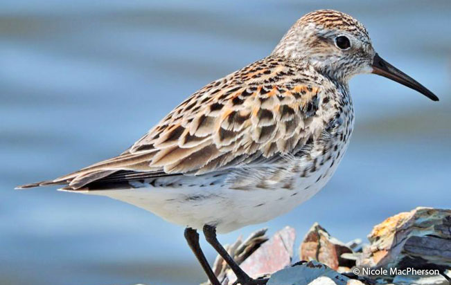 white-rumped_sandpiper