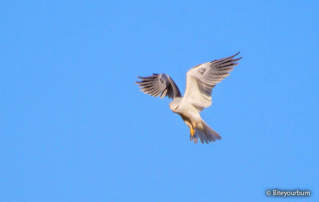 white-tailed-kite