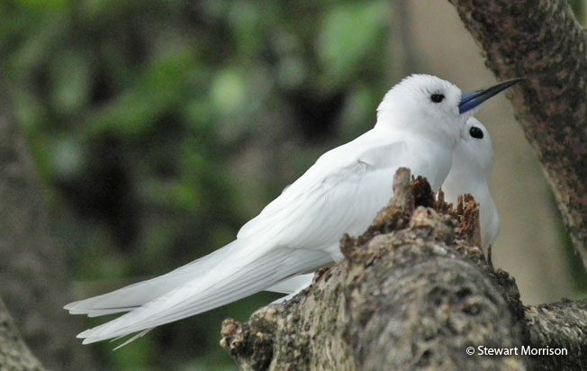 white_tern