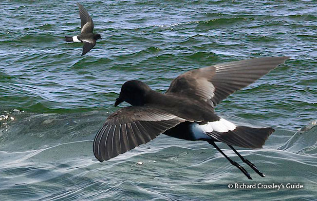 wilson's-storm-petrel