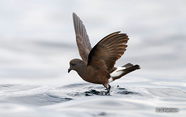 wilson's-storm-petrel