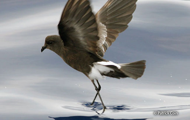wilson's-storm-petrel