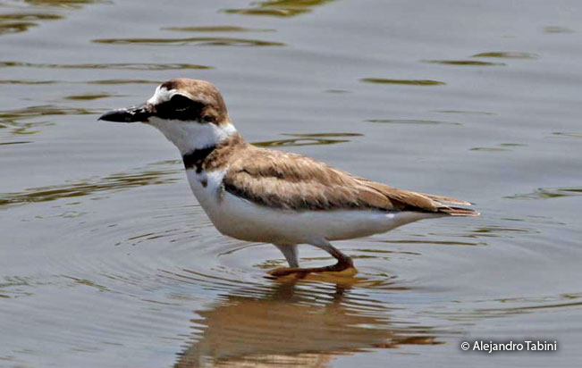 wilson's_plover