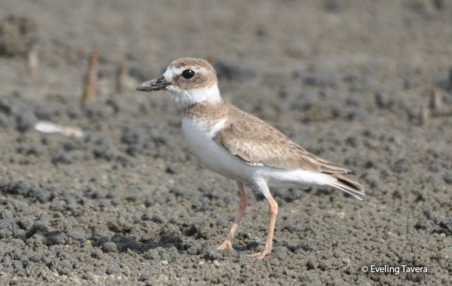 wilson's_plover