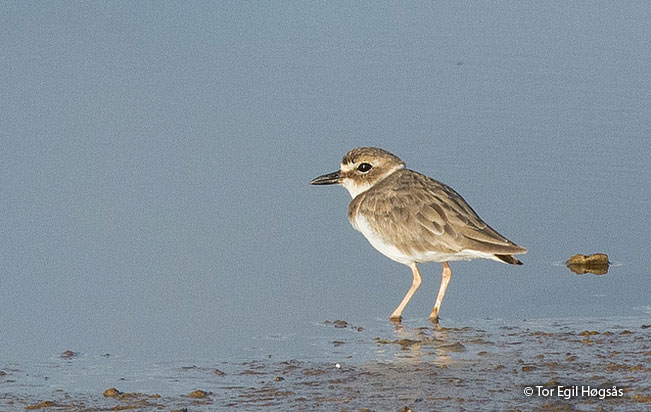 wilson's_plover