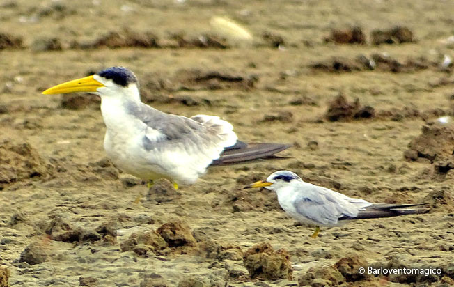 yellow-billed-tern