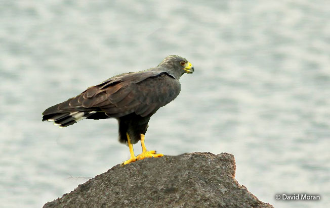 zone-tailed_hawk