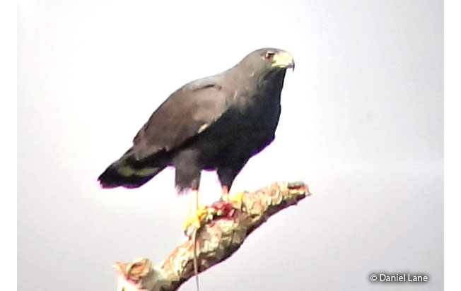 zone-tailed_hawk