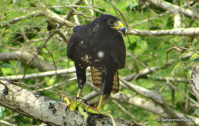 zone-tailed_hawk