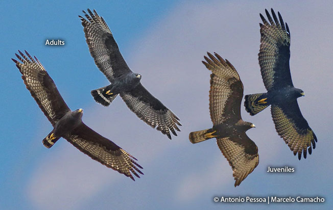 zone-tailed_hawk