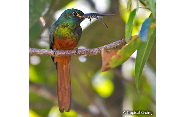 Coppery-chested-Jacamar