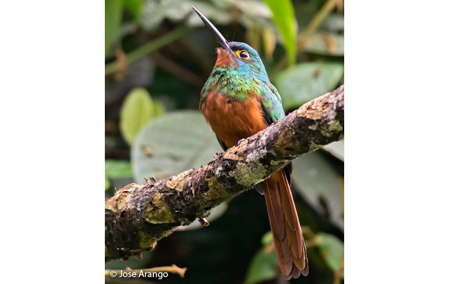 Coppery-chested-Jacamar