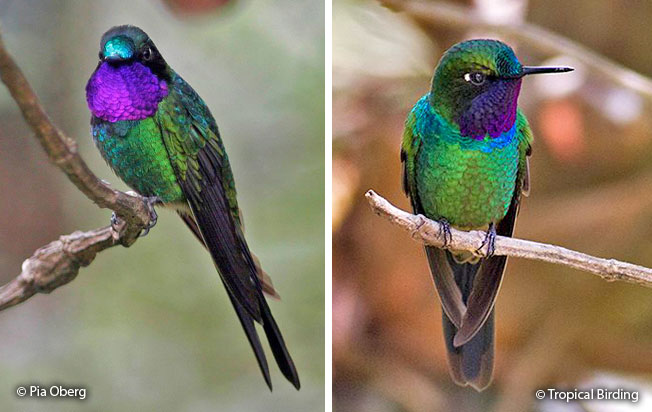 Purple-throated-_sunangel