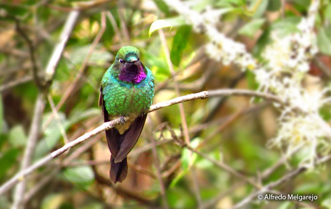 Purple-throated-_sunangel