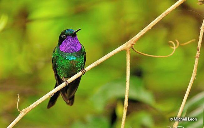 Purple-throated-_sunangel