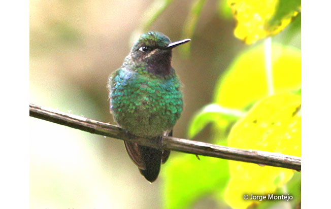 Purple-throated-_sunangel